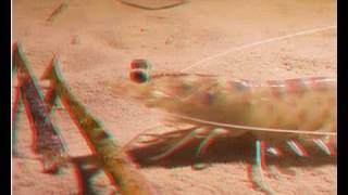3D ANAGLYPH UNDERWATER NIGHT PRAWN | aquasport.tv