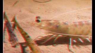 3D ANAGLYPH UNDERWATER NIGHT PRAWN