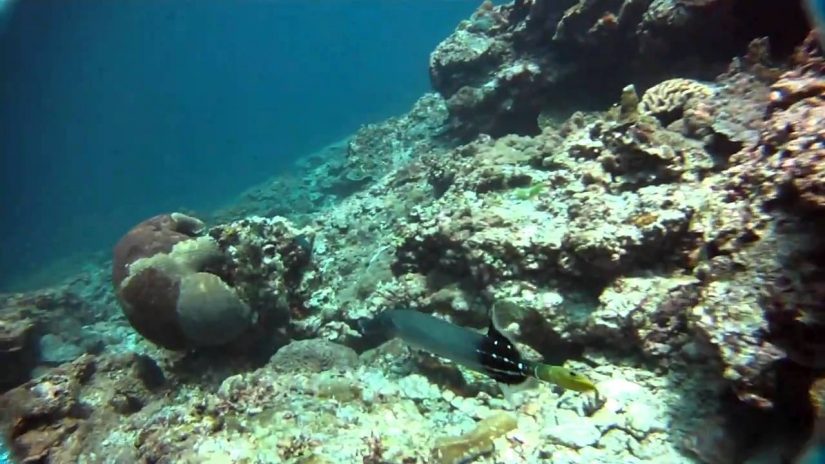 Phuket Trumpet Fish | aquasport.tv