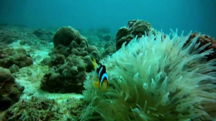 Raya Yai, Thailand Dive 1 | aquasport.tv