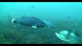 Portland Maru Wreck of Kangaroo Island South Australia