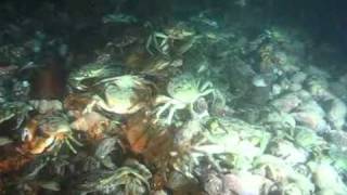 Crabs at work | aquasport.tv