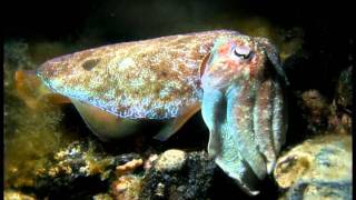 Giant Cuttlefish Breeding Whyalla South Australia | aquasport.tv