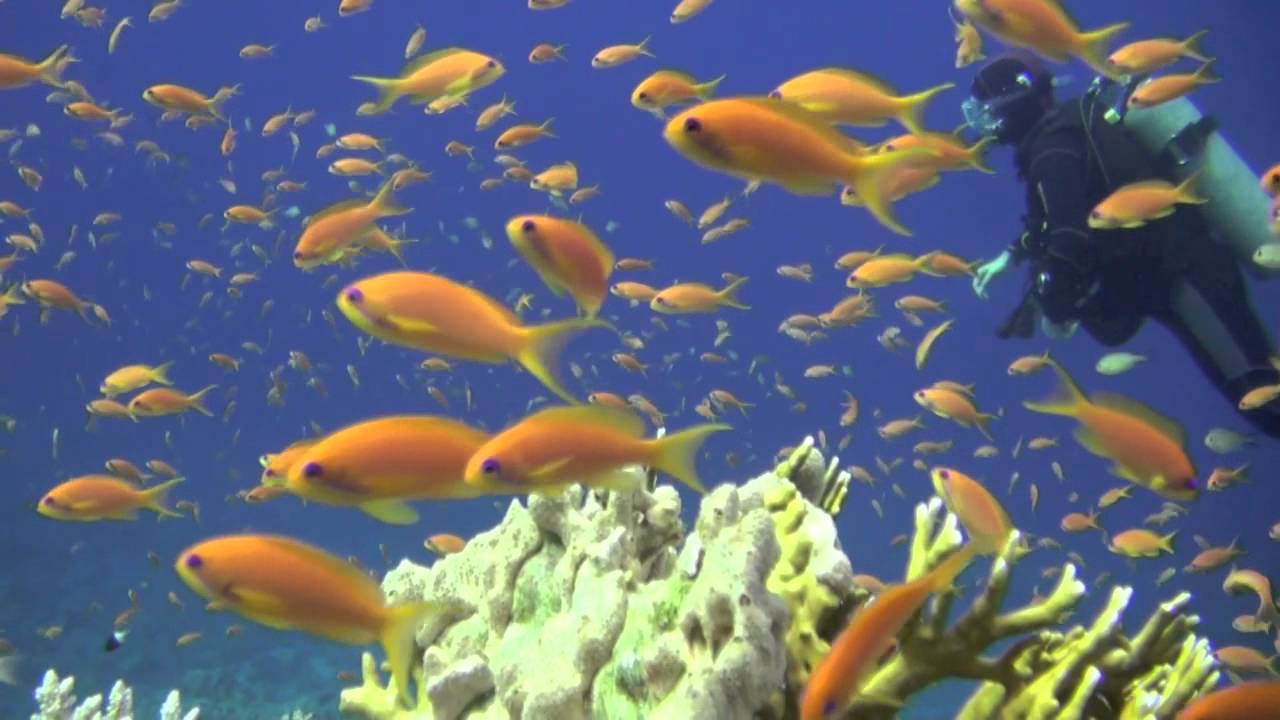 Diving in the North Red Sea, reef, by John Nistal | aquasport.tv