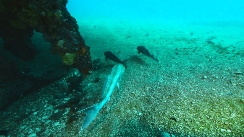 South Australian Wreck - Glenelg Dredge | aquasport.tv