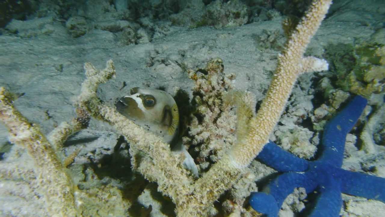 Diving Great Barrier Reef - Ribbon Reef and Cod Hole | aquasport.tv