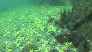 North Pacific StarFish