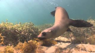 Seal Attacks a Weedy Sea Dragon