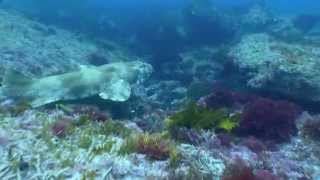 Melbourne down under water scenarios. | aquasport.tv