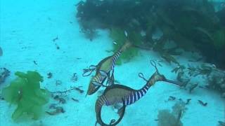 Weedy Sea Dragon  Courtship.