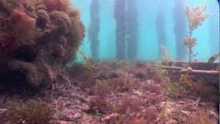 Weedy Seadragon-feeding behaviour. | aquasport.tv