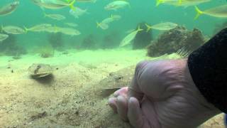 Dromana Jetty. Fish scenarios | aquasport.tv