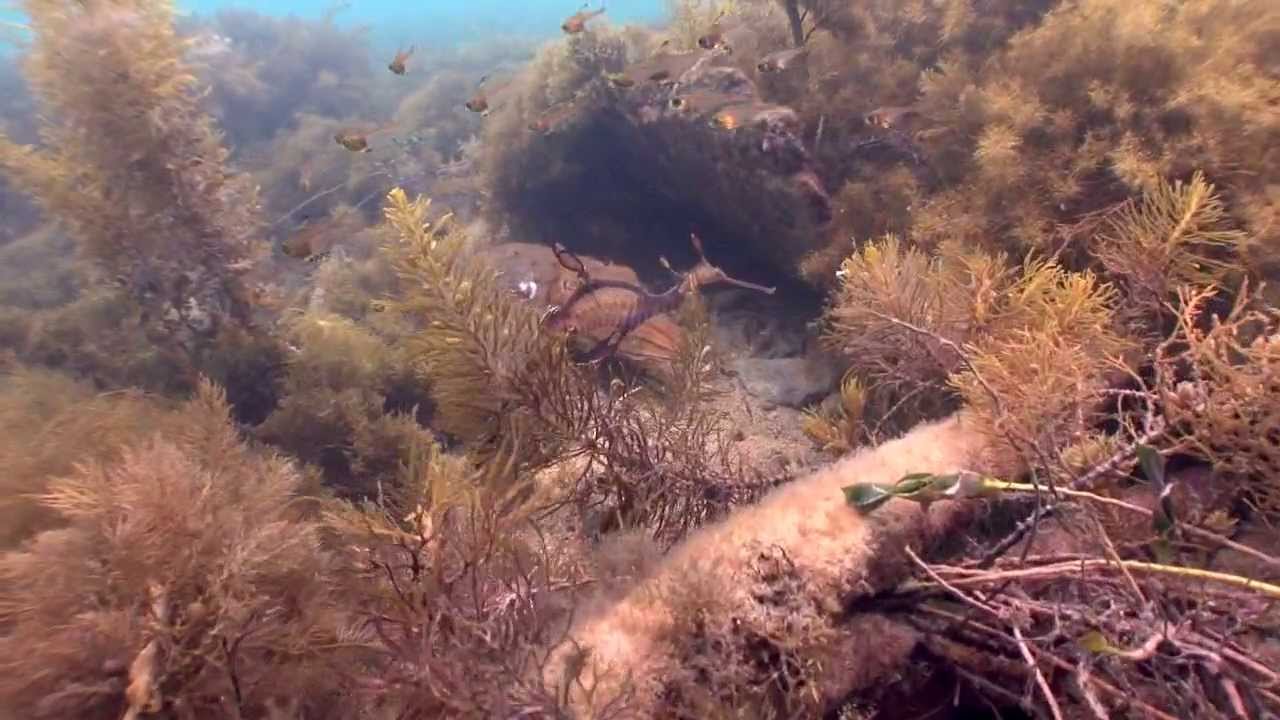 Weedy Sea Dragons . Habitat and sex ID