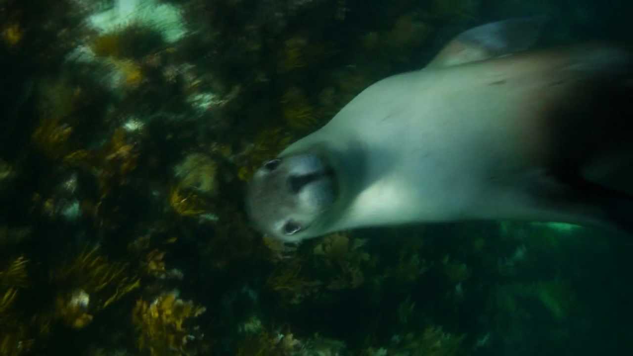 Diving North Kangaroo Island - South Australia | aquasport.tv