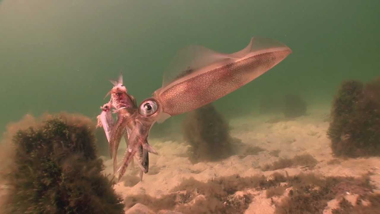 Squid scenarios. Dromana Portphillip Bay Melbourne