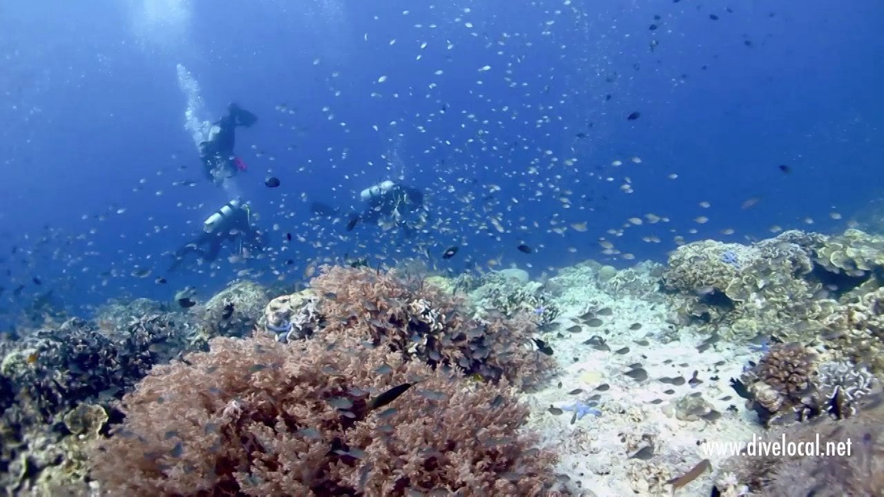 Scuba Divers Guide to Cebu