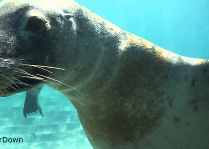 Diving with Australian Sea Lions | aquasport.tv