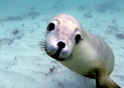 Diving with Ocean Hounds | aquasport.tv