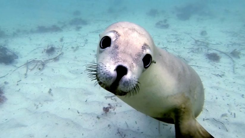 Diving with Ocean Hounds | aquasport.tv