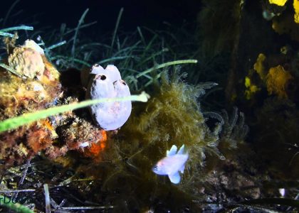 Tumby Bay Jetty | aquasport.tv