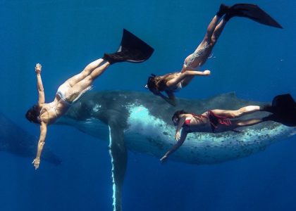 Whale Fantasia | aquasport.tv