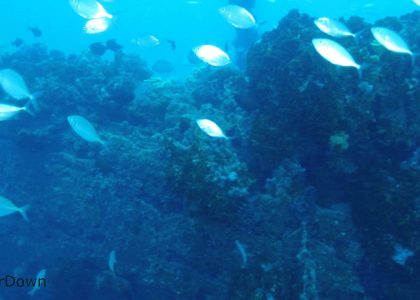 Wreck of the Violetta | aquasport.tv