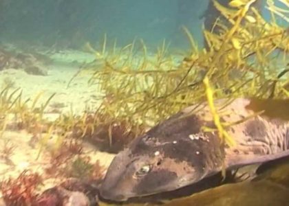 Swell sharks. Melbourne | aquasport.tv