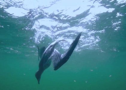 Mutton Birds. | aquasport.tv