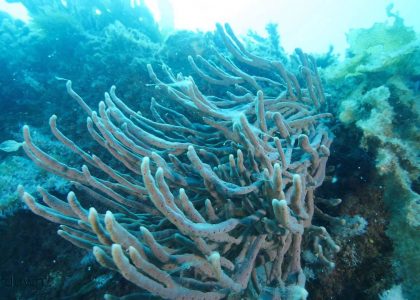 Diving Stickney Island | aquasport.tv