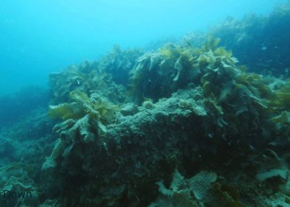 Wreck of the Degei | aquasport.tv