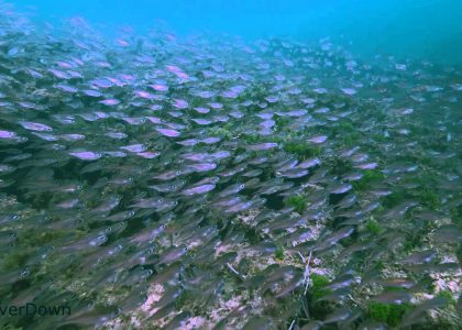 Wreck of the Songvaar | aquasport.tv