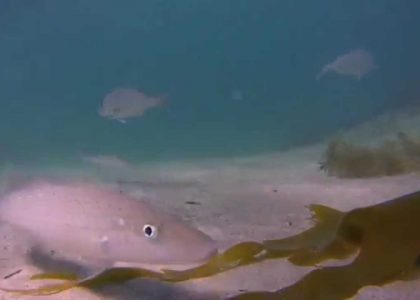 King George Whiting | aquasport.tv
