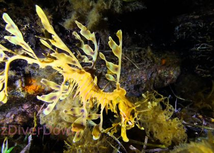 Leafy Sea Dragon and the Colours of Rapid Bay Jetty | aquasport.tv