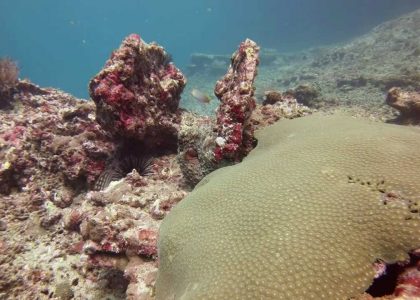 Octopus | aquasport.tv