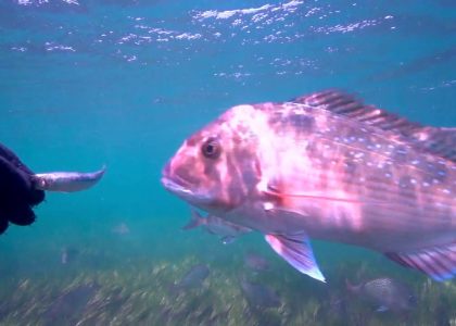 Snapper | aquasport.tv