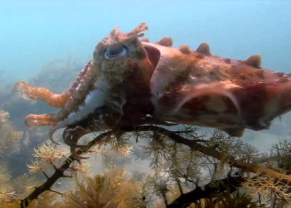 Cuttlefish Encounter Scuba Portsea Pier | aquasport.tv