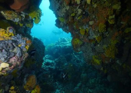 Diving Edithburgh Fence-line and Pinnacles | aquasport.tv