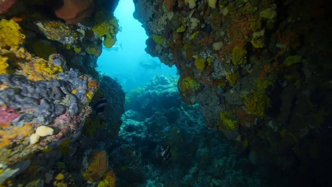 Diving Edithburgh Fence-line and Pinnacles