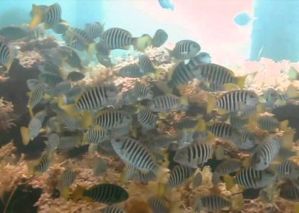 Rapid Bay | aquasport.tv