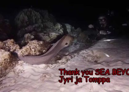 Similan muray night dive 2014 | aquasport.tv