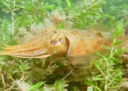 To Dive, Perchance, to Dream, Rapid Bay, South Australia | aquasport.tv