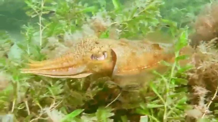 To Dive, Perchance, to Dream, Rapid Bay, South Australia | aquasport.tv