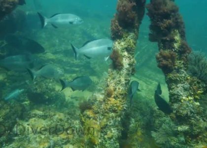 Wreck of the Iron King | aquasport.tv