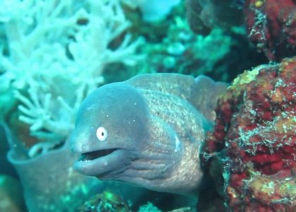 Mark and Julie's Underwater Scuba Adventure Puerto Galera Philippines 2014 | aquasport.tv