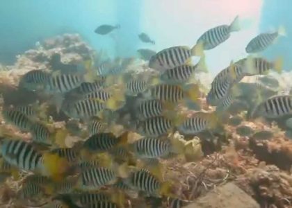Scuba Diving at Rapid Bay Jetty, South Australia | aquasport.tv