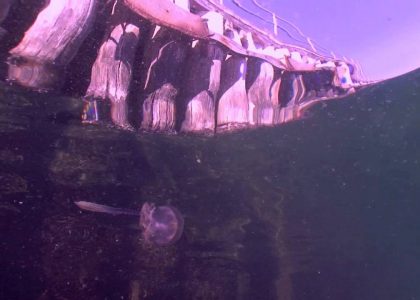 Jelly Fish in Portphillip Bay | aquasport.tv