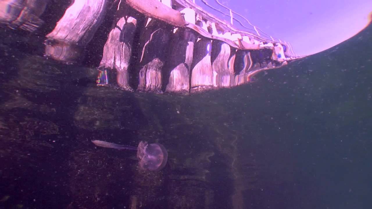 Jelly Fish in Portphillip Bay | aquasport.tv