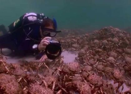 Sting Rays and Seal eating  Spider crabs. Some observations | aquasport.tv