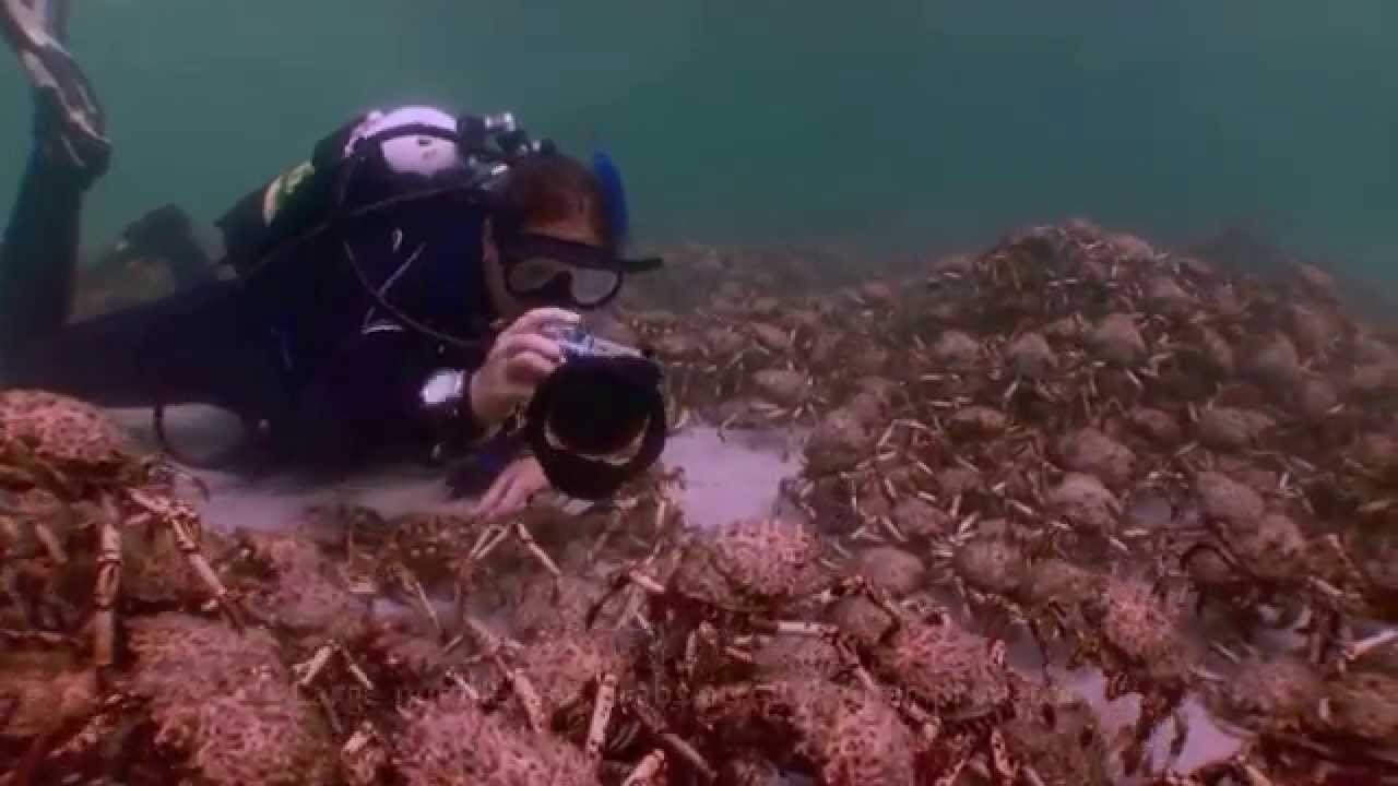 Sting Rays and Seal eating Spider crabs. Some observations aquasport.tv