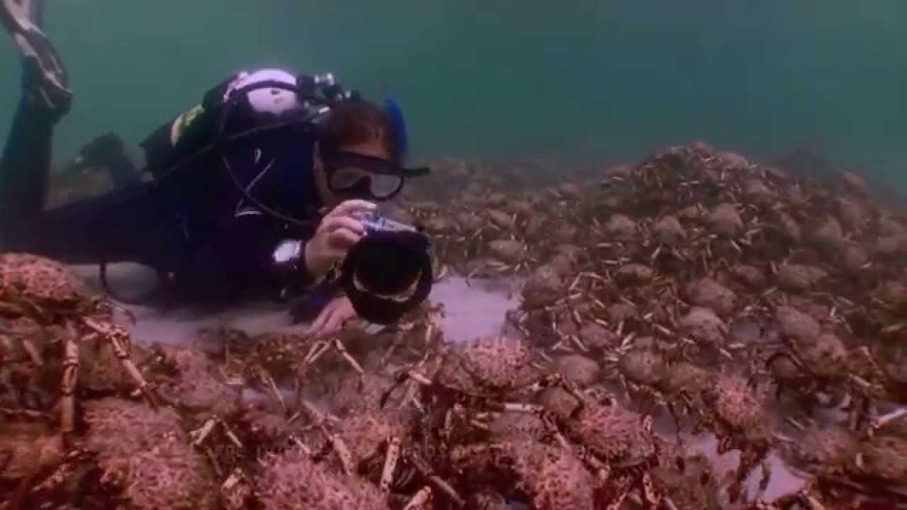 Sting Rays and Seal eating  Spider crabs. Some observations